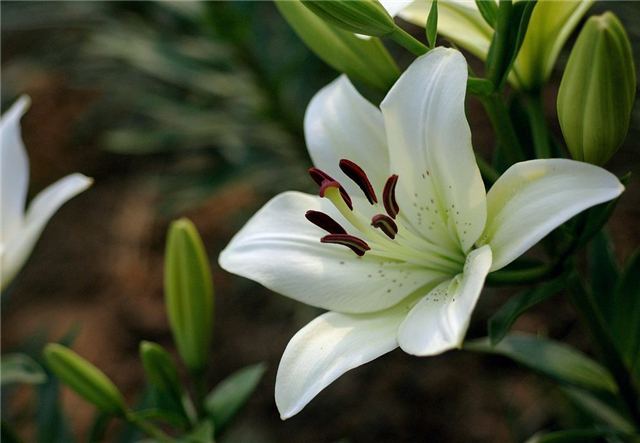 室内可以养百合花吗